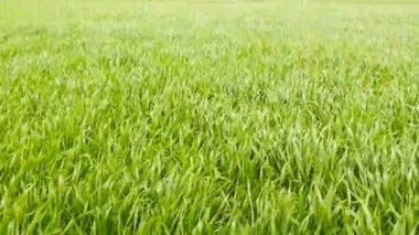 Bulutlu alan yeşil buğday çim Rüzgar