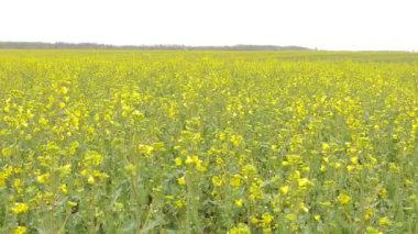 Yağmur sonra sarı tecavüz alan.