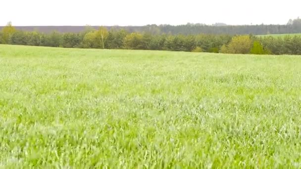 champ nuageux de blé vert herbe vent 