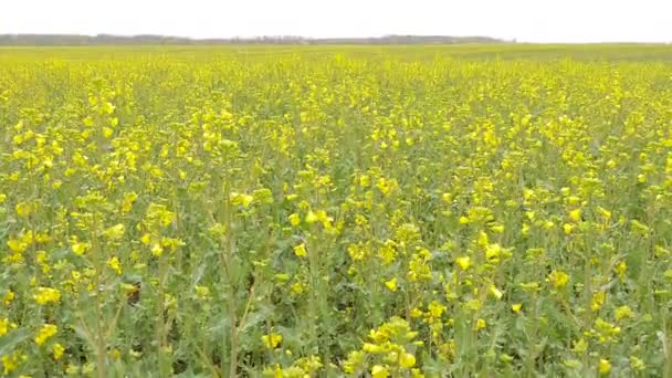 Żółty rzepak pole po deszczu. — Wideo stockowe