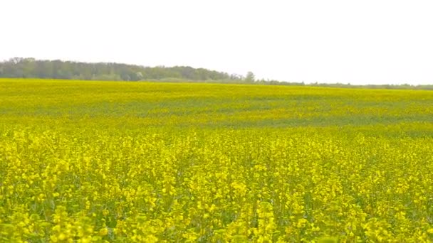 Campo de violación amarillo después de la lluvia . — Vídeo de stock