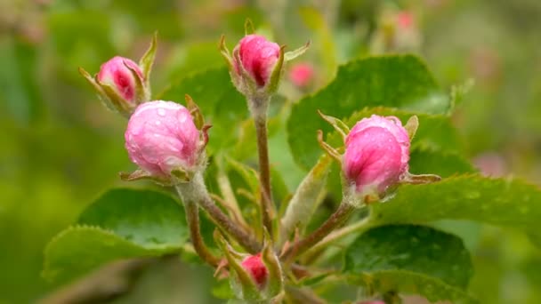 Beautiful  closed bud pink rose flowers after rain on blurred green background. — Stock Video