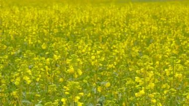 Yağmur sonra sarı tecavüz alan.