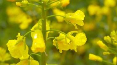 Sarı tecavüz alan yağmur sonra. Yakın çekim