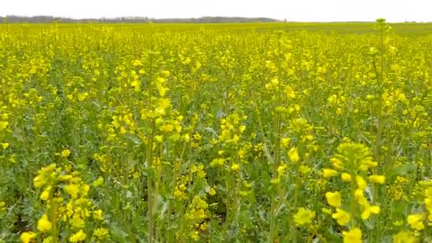 Yellow rape field after rain. — Stock Video