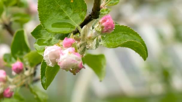 Slutna bud apple blommor efter regn — Stockvideo