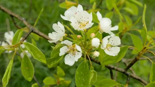 Päron blommor efter regn — Stockvideo