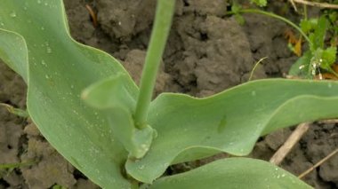 Lale çiçeği. Yaklaş.