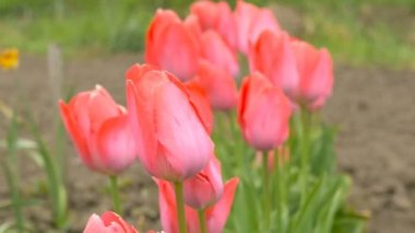 Pembe çiçek açan alan renk laleler bir Bahçe