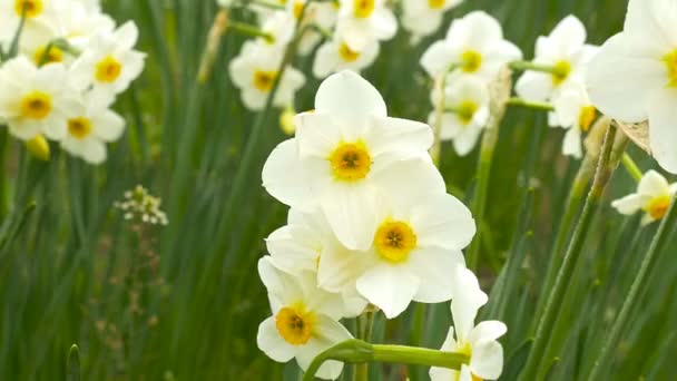 Narcissus pseudonarcissus utomhus blomsterträdgård på vinden — Stockvideo