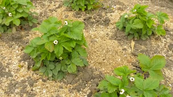 Erdbeerblüten im Buschgarten. Holzspäne — Stockvideo