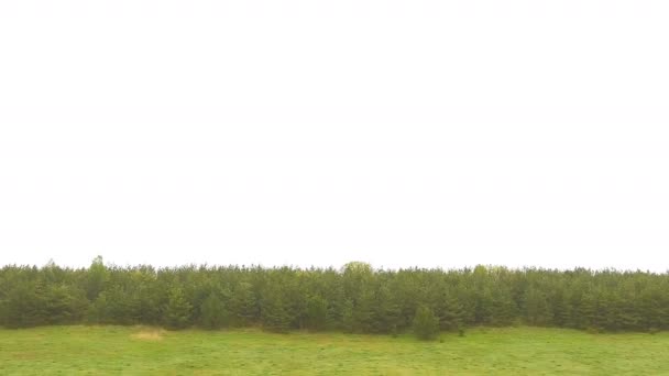 Okraj jehličnatého lesa. — Stock video