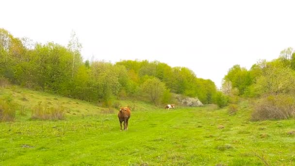 Kráva poblíž grove. Jarní. — Stock video