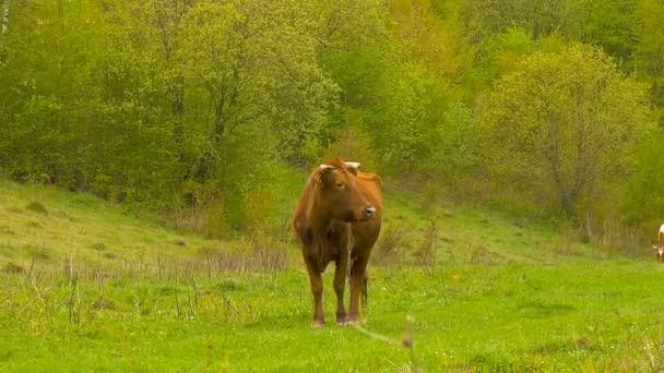 Vache près de Grove. Printemps .