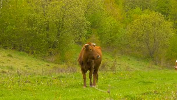 Cow near grove. Springtime. — Stock Video