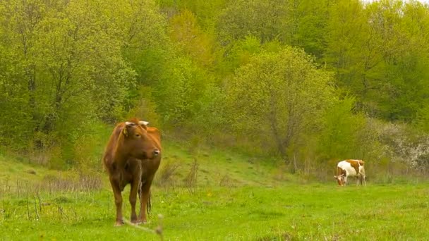 Krowa w pobliżu gaju. Wiosenny. — Wideo stockowe