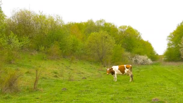 Cow near grove. Springtime. — Stock Video