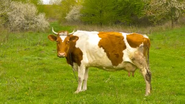 Vache près de Grove. Printemps .