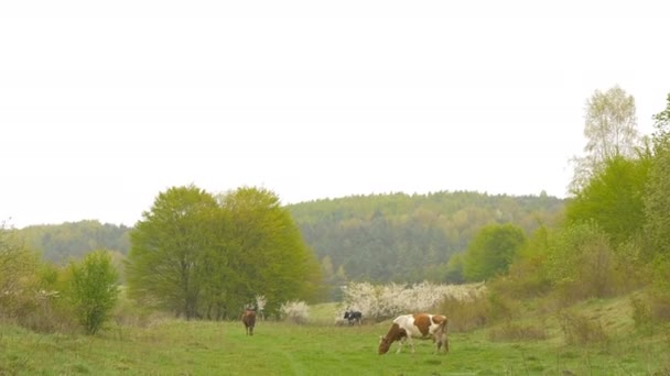 Kuh in der Nähe Hain. Frühling. — Stockvideo