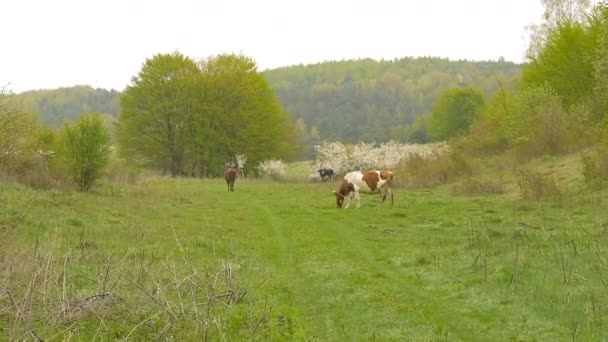 Vaca perto do bosque. Primavera. . — Vídeo de Stock