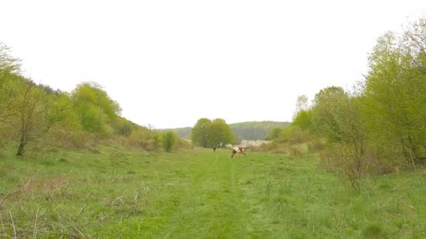 Cows near grove. Springtime. — Stock Video