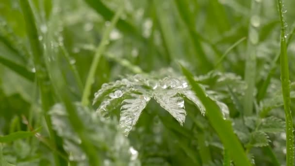 Herbe verte dans la rosée 
