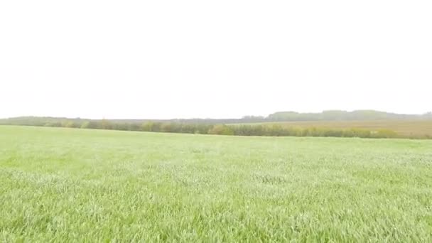 zakalená oblast zelená pšenice tráva vítr