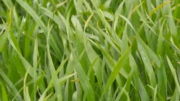 Herbe de blé vert après la pluie gros plan — Video