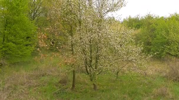 Vilda apple tree blommor — Stockvideo