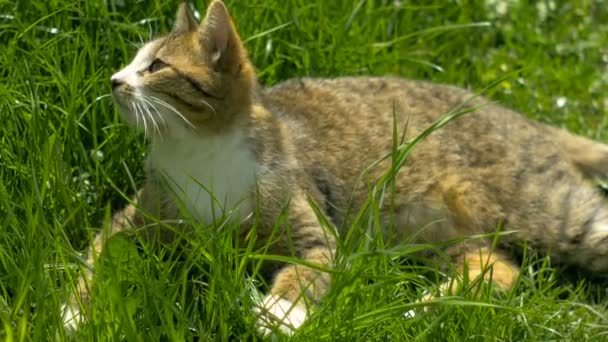 Ξαπλωμένος στο γρασίδι Χαλαρώστε παίζοντας γάτα — Αρχείο Βίντεο