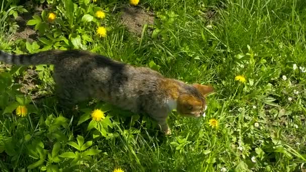 Gato olfatear abeja en flor — Vídeo de stock