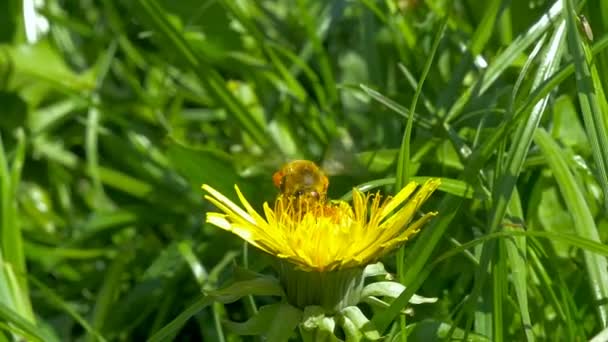 Bee verzamelen van stuifmeel uit de bloem. — Stockvideo