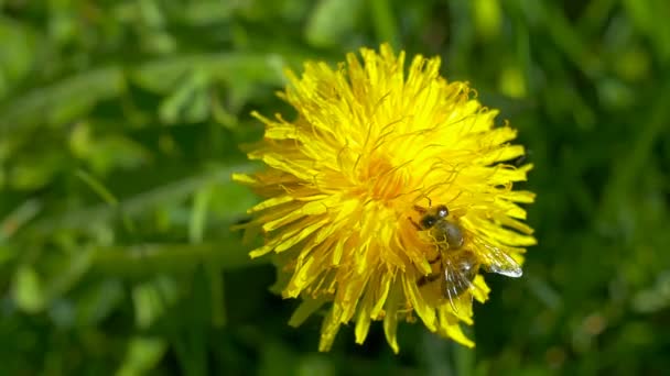 Abeja recoger polen de la flor . — Vídeo de stock