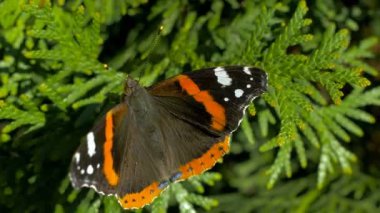Kelebek iğne yapraklı üzerinde dinlenme