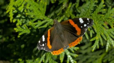 Kelebek iğne yapraklı üzerinde dinlenme