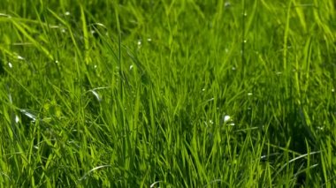 Yeşil çimen portre