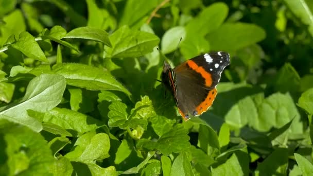 Mariposa descansando en la hoja — Vídeos de Stock