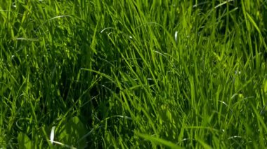 Yeşil çimen yakın çekim