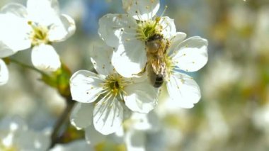 Arı polen beyaz armut çiçek çiçek toplama.