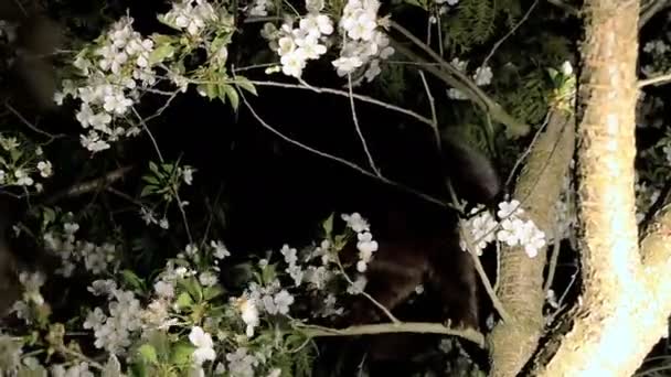 Schwarze Katze auf dem Baum — Stockvideo