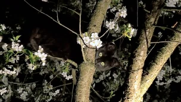 Svart katt på trädet — Stockvideo