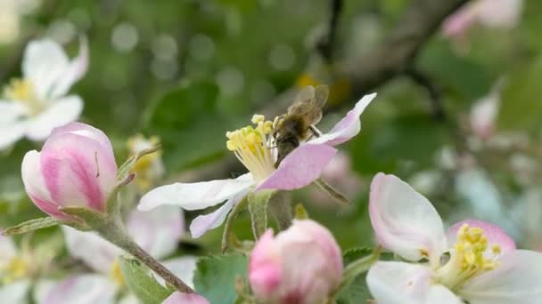 Bee op apple bloeiende bloemen. — Stockvideo