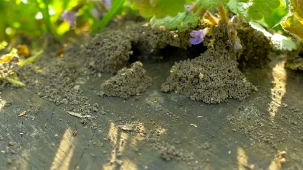 Fourmis sur souche d'arbre — Video