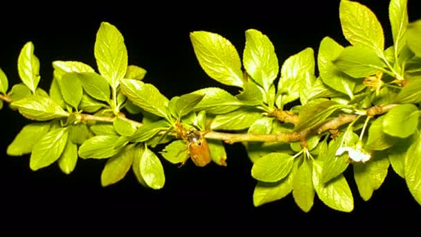 Peut bug sur une branche d'arbre la nuit . — Video