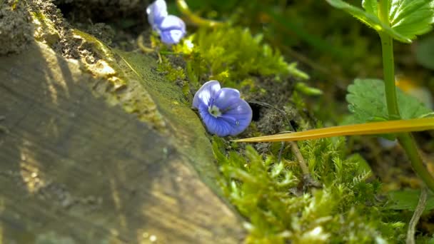 Fourmis sur souche d'arbre — Video