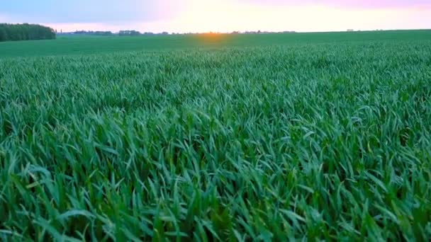 Puesta de sol sobre el campo de hierba — Vídeos de Stock