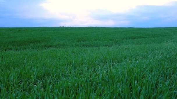 Nuvens de pôr do sol sobre campo de grama — Vídeo de Stock