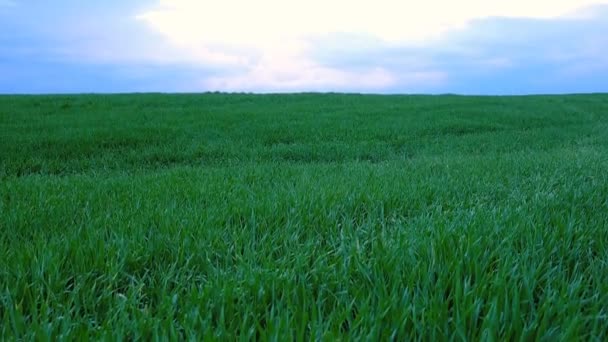 nuages de coucher de soleil sur le champ d'herbe 