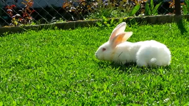 Weißes Kaninchen auf grünem Gras — Stockvideo