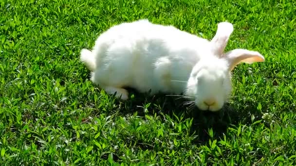 Белый кролик на зеленой траве — стоковое видео